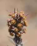 Euphorbia sp nova aff actinoclada Langobaya GPS188 Kenya 2014_1498.jpg